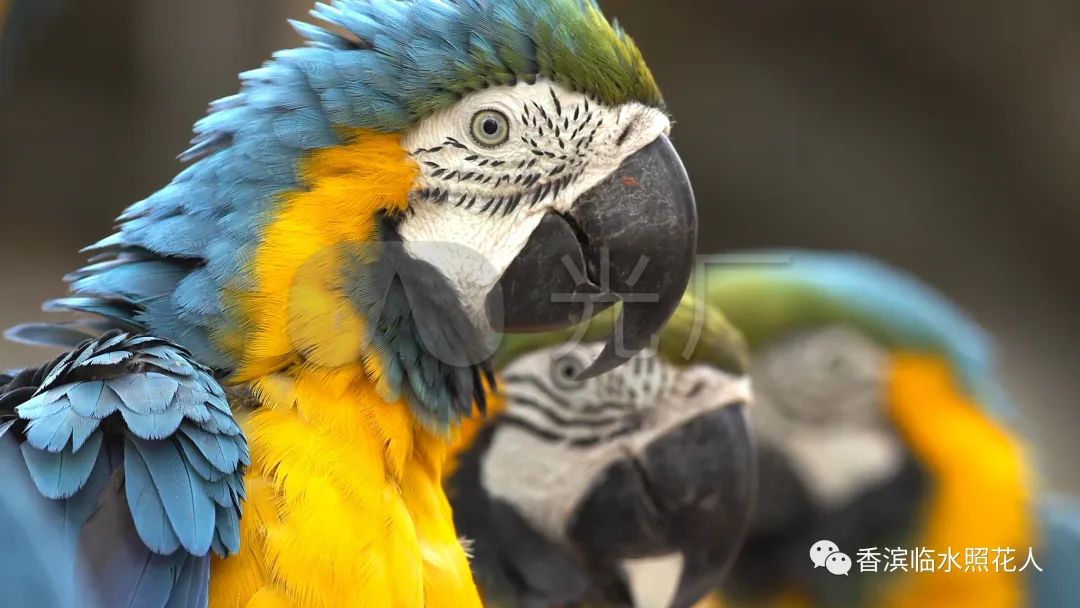 五年级我的心爱之物讲解,五年级我的心爱之物课文写玩具熊