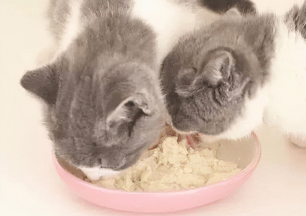 猫咪又吐又拉稀怎么回事,一个多月猫咪拉肚子怎么解决