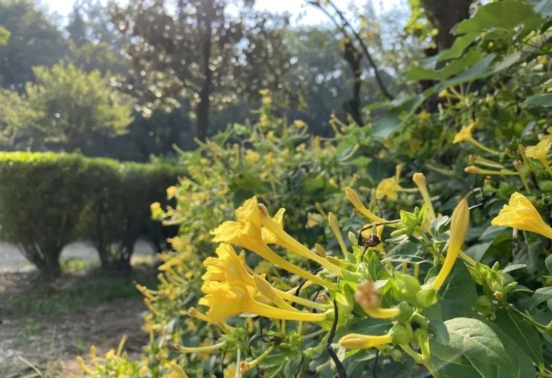 指甲花的图片和特征,干净耐看短指甲花