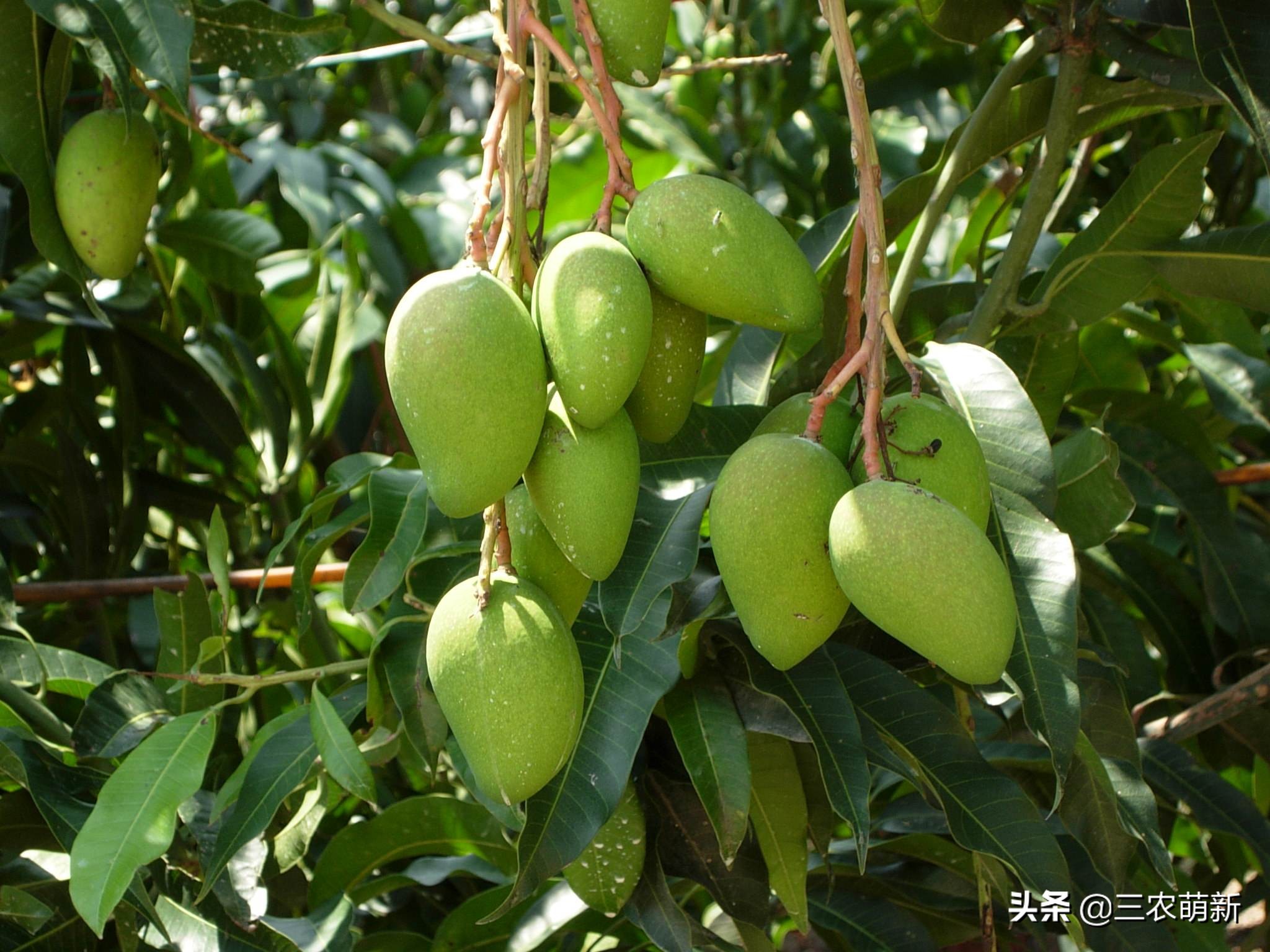 路边树上的芒果可以采摘吗,为什么路边的芒果不能采摘来吃