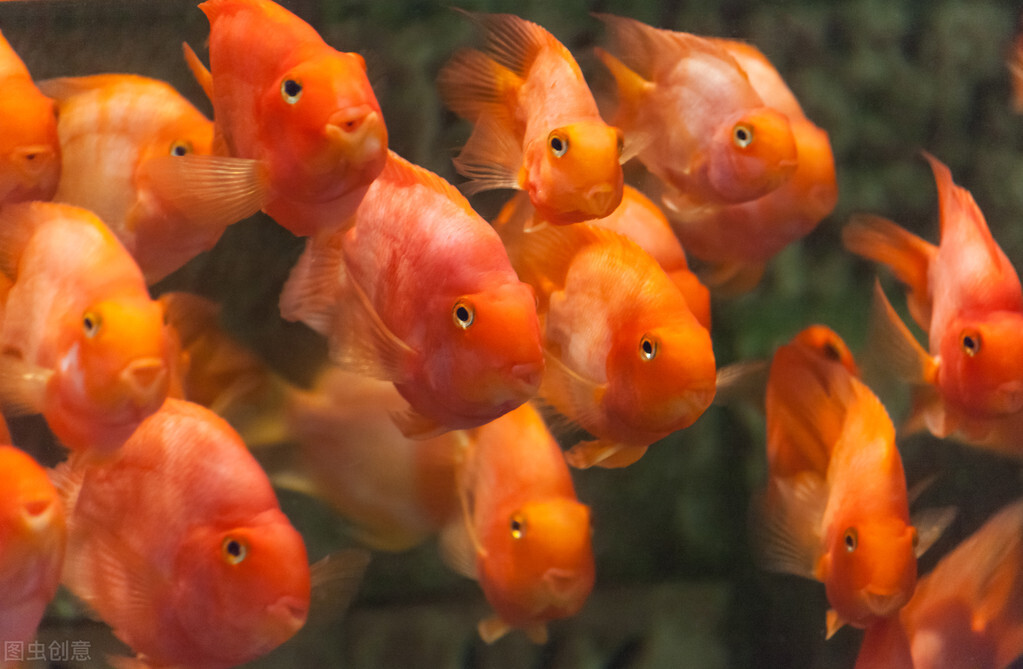 祝福朋友们虎年大吉年年发大财,虎年年年发大财