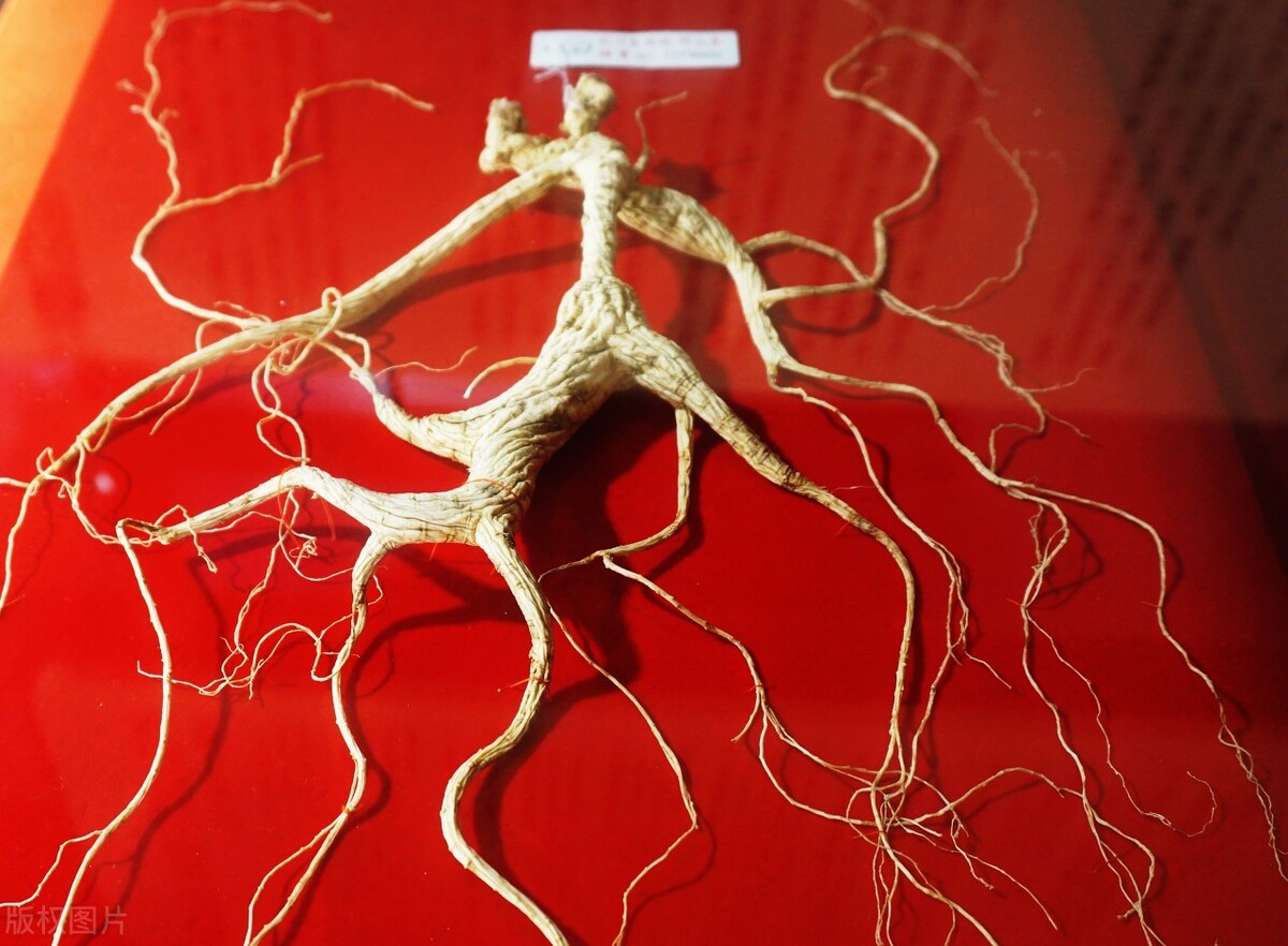 山坡养殖5000只鸡利润,自家果园散养上万只鸡