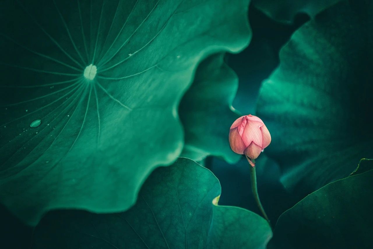 夏至高级文案短句,2021夏至文案