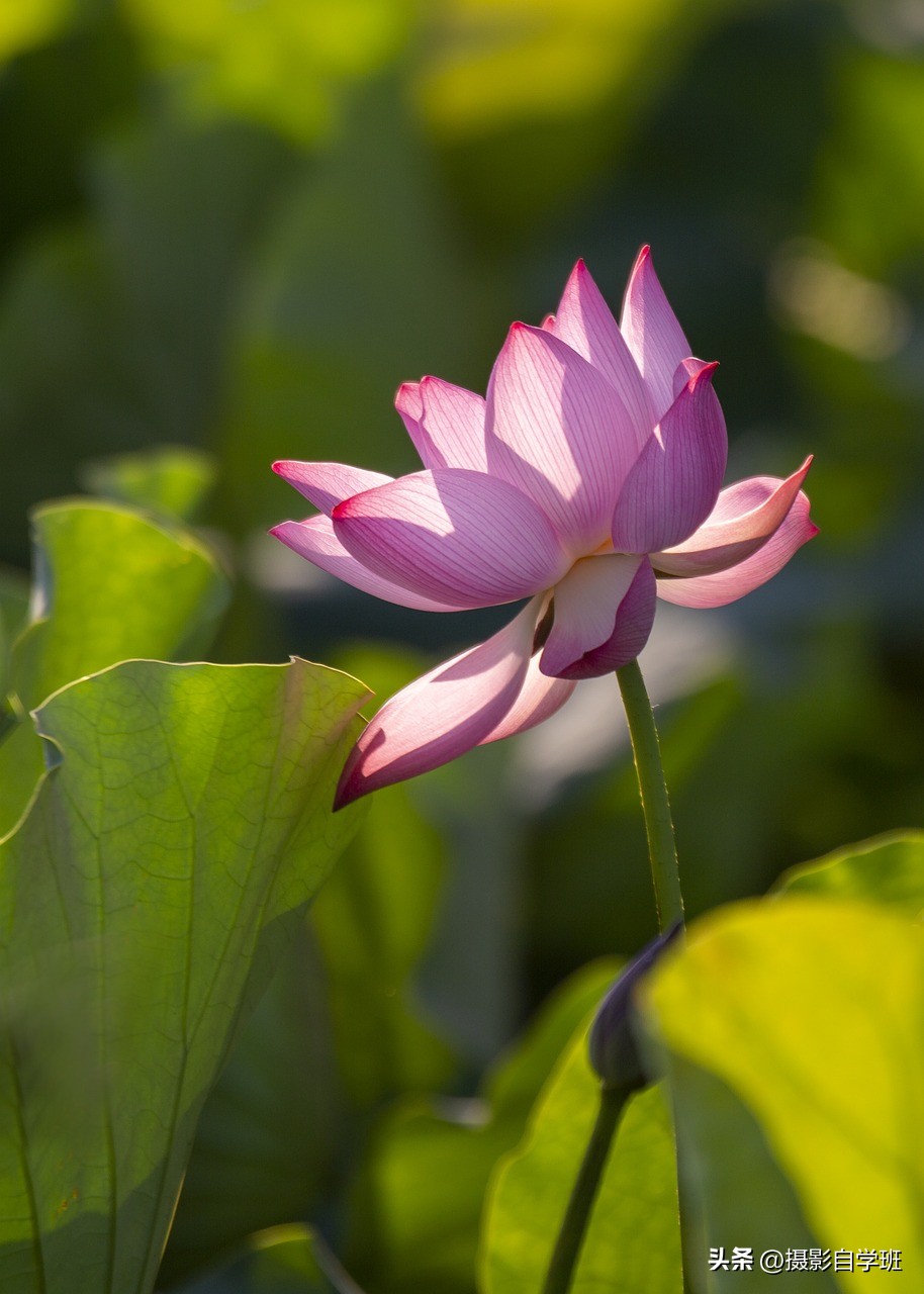 荷花摄影的拍摄方法和技巧,拍摄荷花摄影新手别犯这8个错误