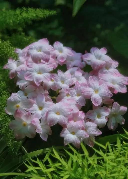 所有花的名称大全,认识各种花的寓意