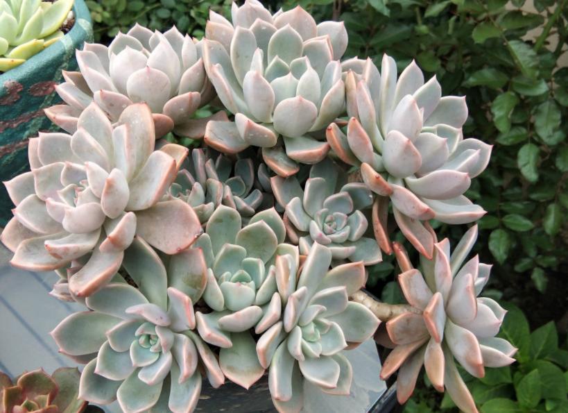 多肉干瘪了是为什么,多肉叶片发皱萎缩干瘪什么原因