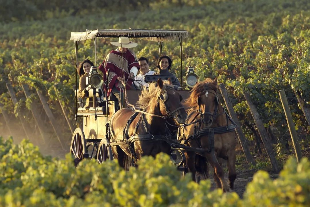 智利十八罗汉之一威玛,智利十八罗汉威玛