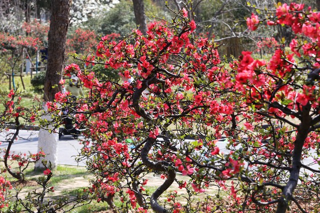 乡土散文:村庄的树