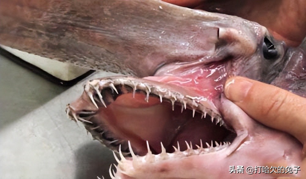 哥布林鲨有多恐怖,哥布林鲨真的存在吗