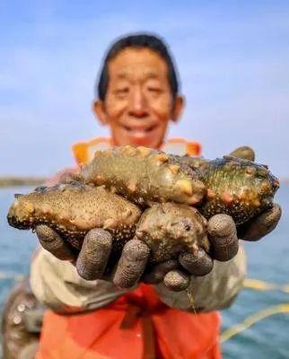 海参稍微泡变质了但是不臭能吃吗,活海参可以直接冷冻吗会不会变质