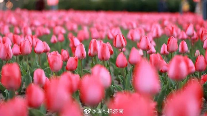 济南的春天来了吗,济南春天来了