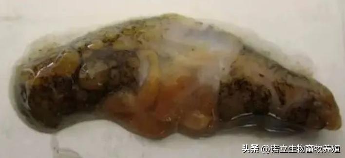 海参得纤毛虫什么症状,海参真菌感染