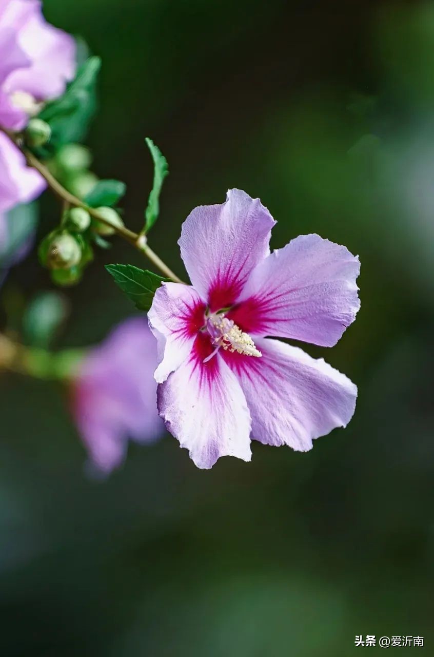 鏈ㄦЭ鏌旂殑灏忚,鏌旂矇绾㈠績閲嶇摚鏈ㄦЭ淇壀