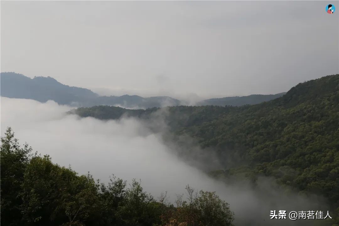 普洱茶一山一味什么意思啊,普洱一山一味是什么味