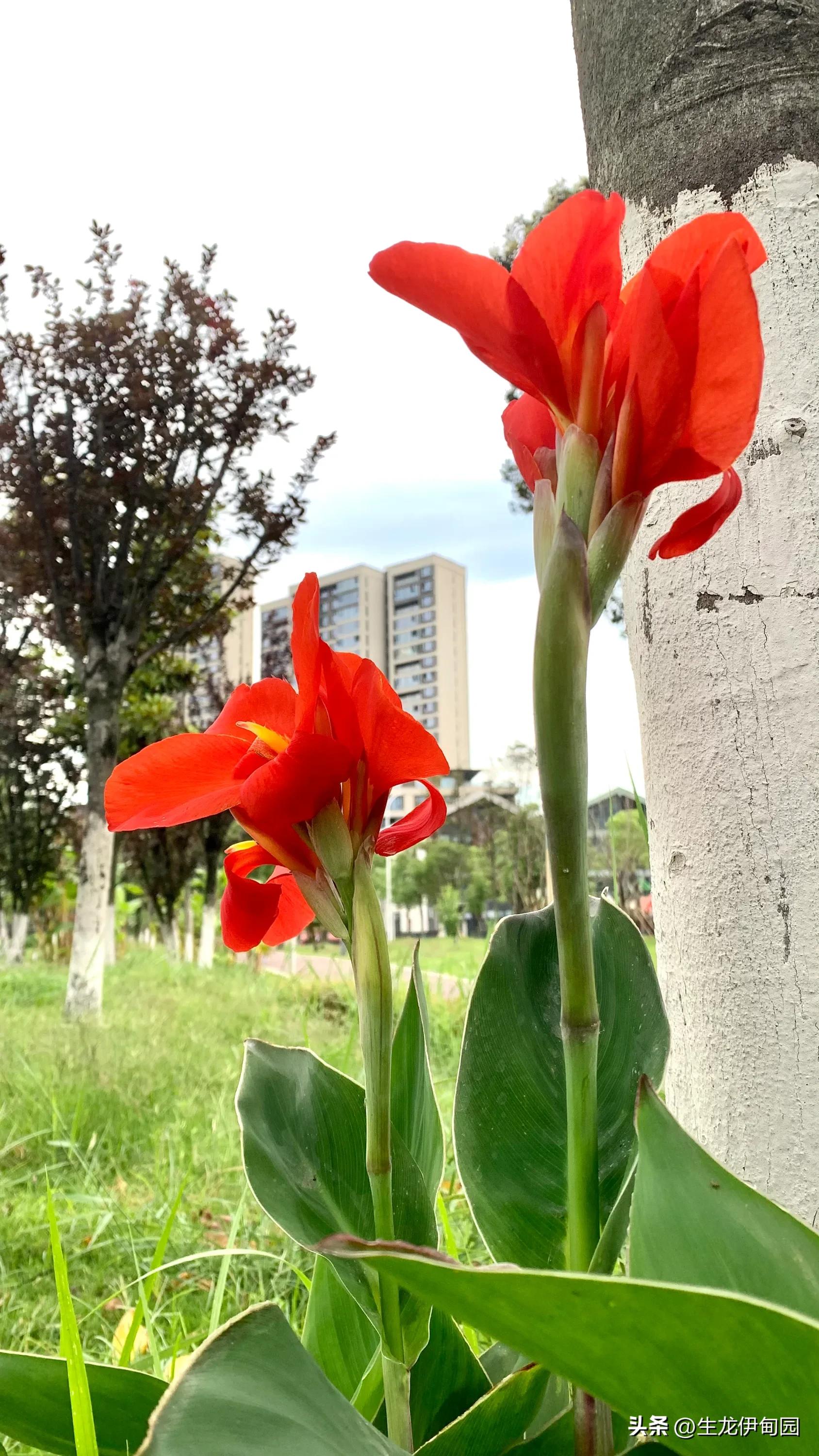 大花美人蕉完整版,大花美人蕉是宿根花卉吗