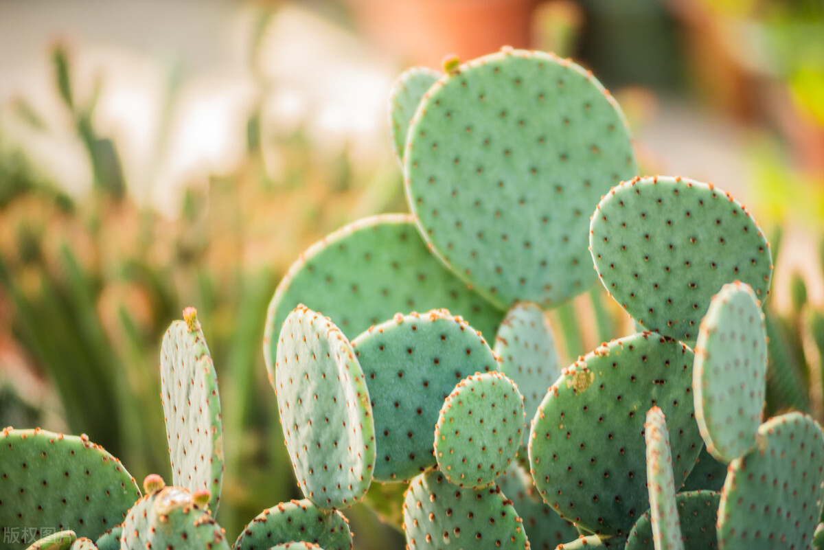 绿植放多少可以除甲醛,多放绿植可以除甲醛吗