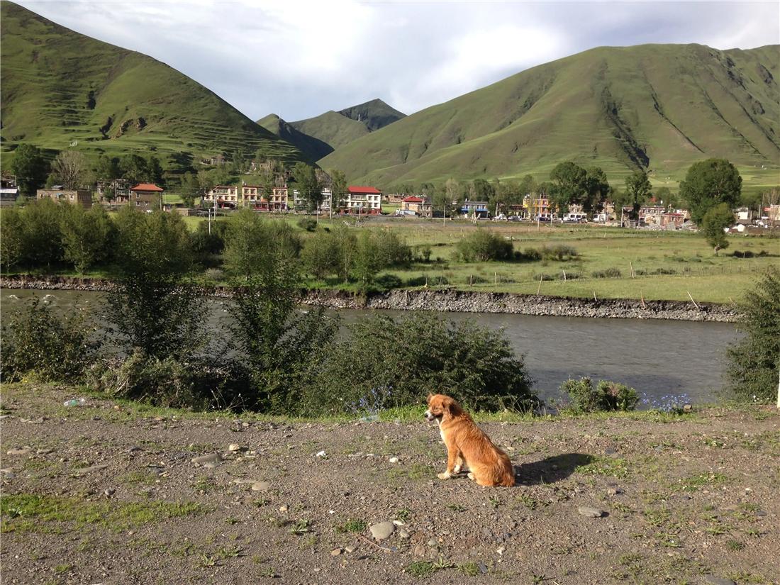 土狗自驾川藏线上,川藏游被狗追