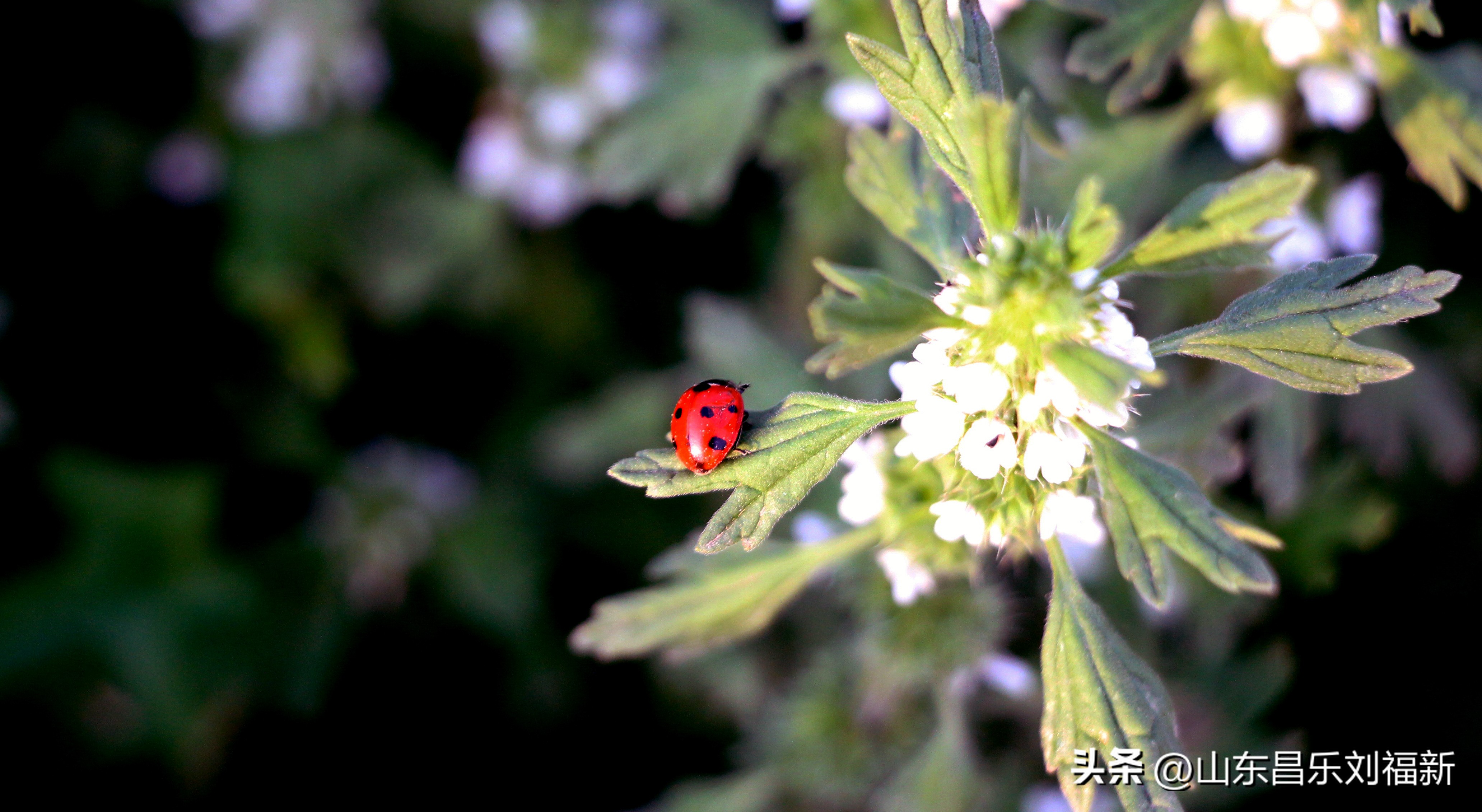 洋槐花·万马奔腾电器·鄌郚医院贴膏药