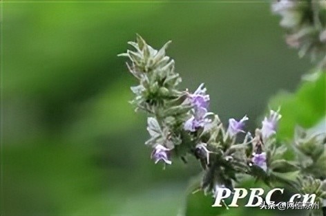 端午节习俗中有和花有关的吗,端午节的由来和相关的民俗活动