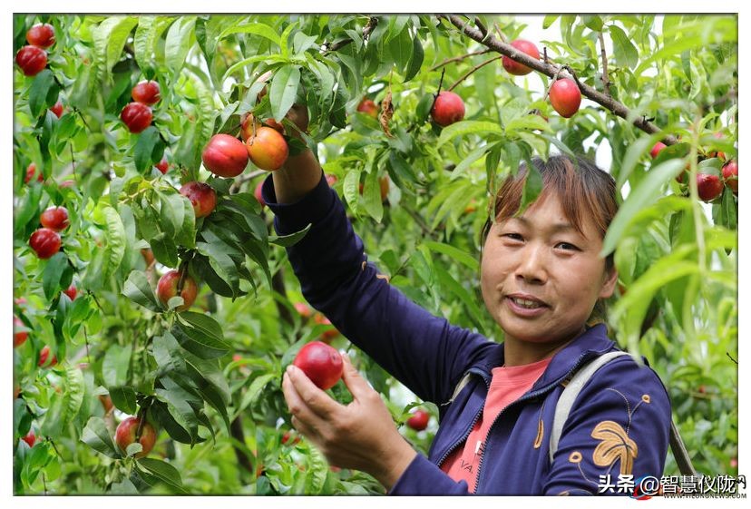 甜度高口感好的桃子,桃子熟了又脆又甜口感特别好