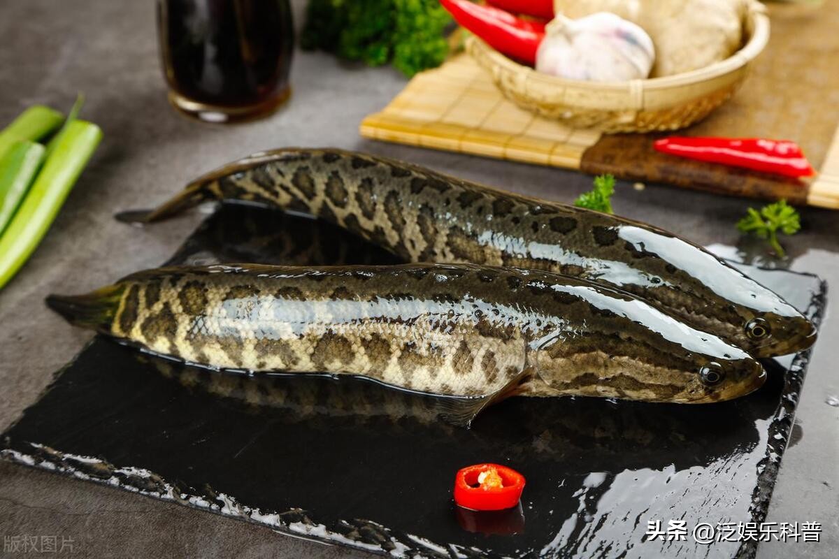 什么淡水鱼最干净吃着放心呢,最干净的淡水食用鱼