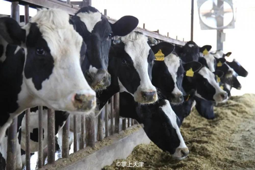 64年的海河牛奶，凭什么让人“踏实”？