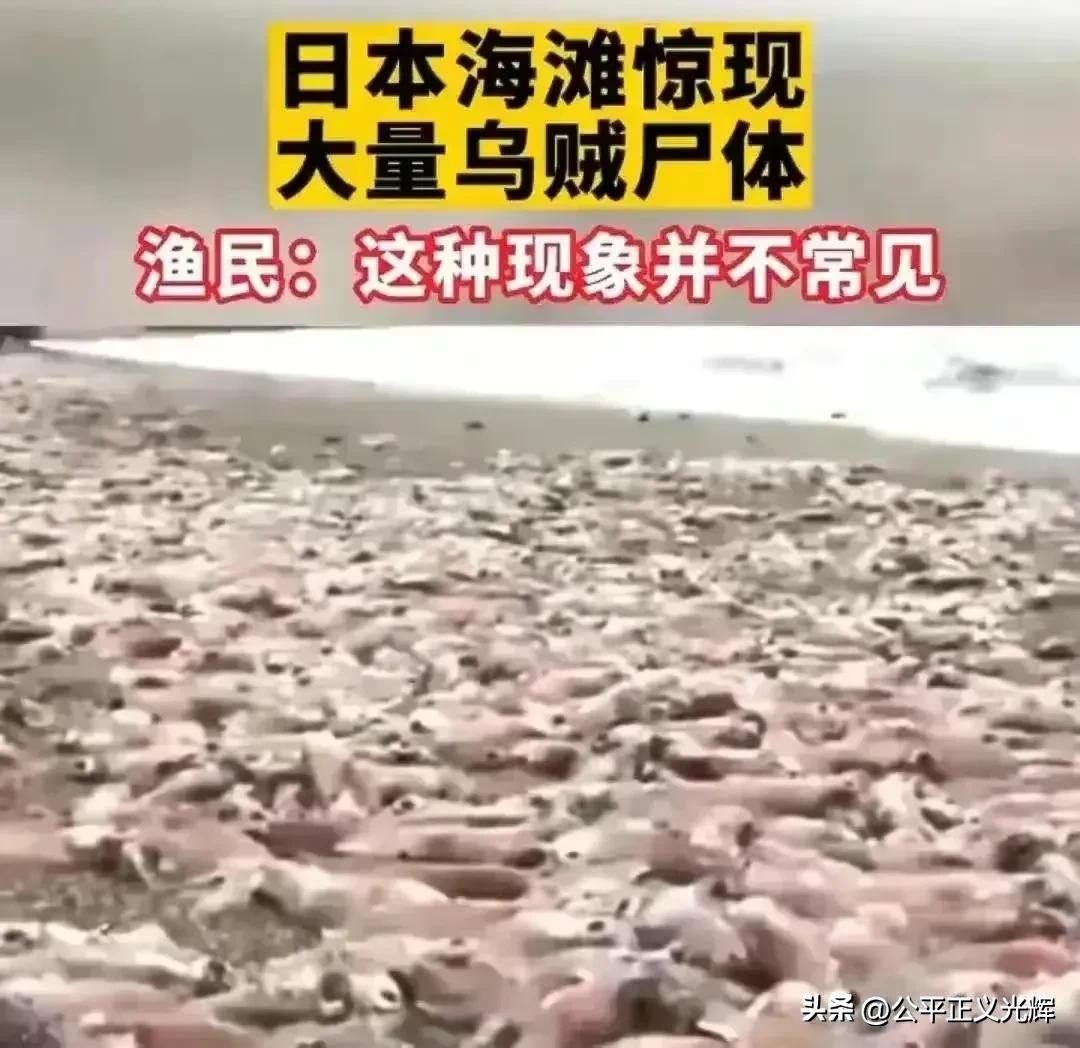 进口日本海鲜的是哪个公司,中国公司进口日本海鲜