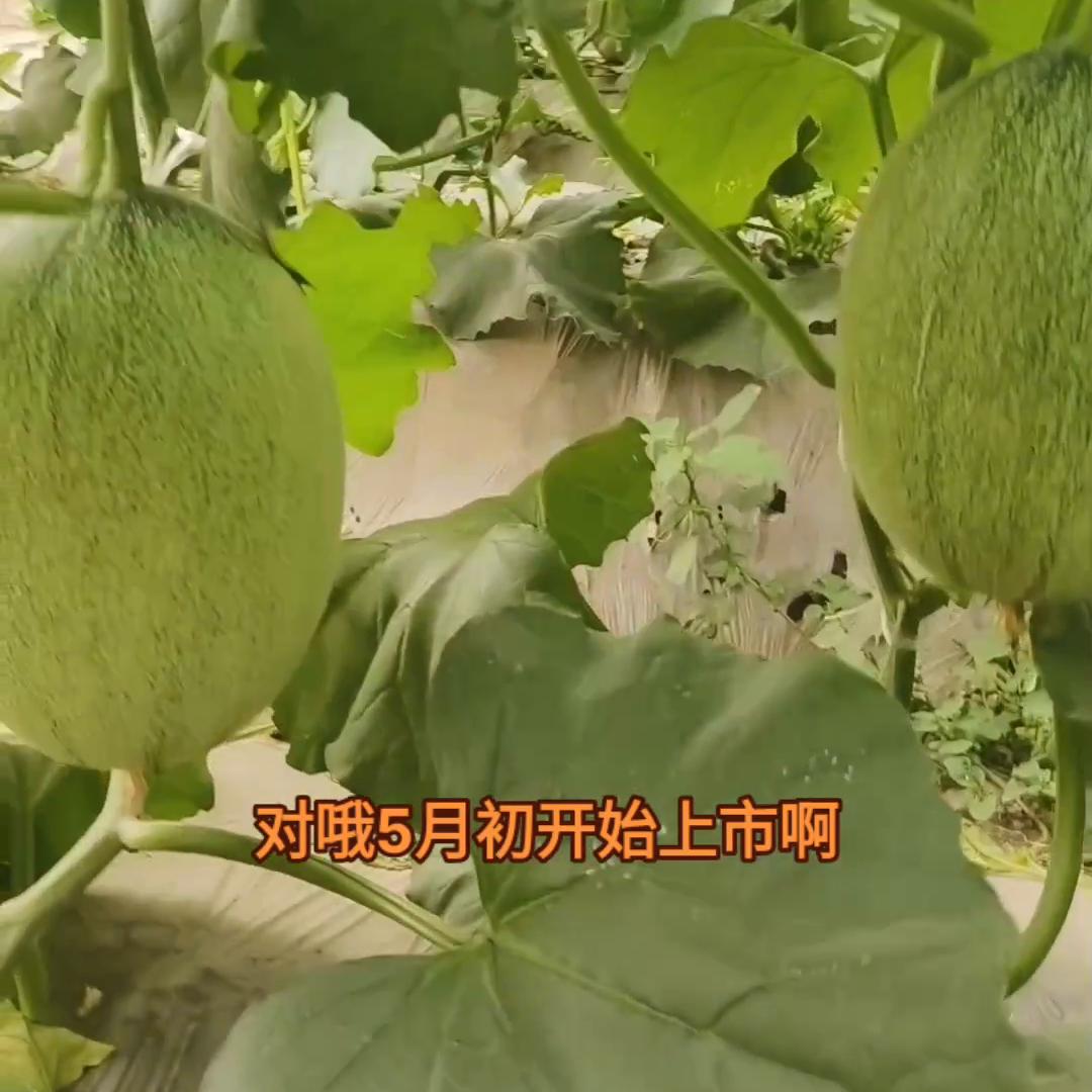 新疆哈密瓜基地视频,哈密瓜基地最新视频
