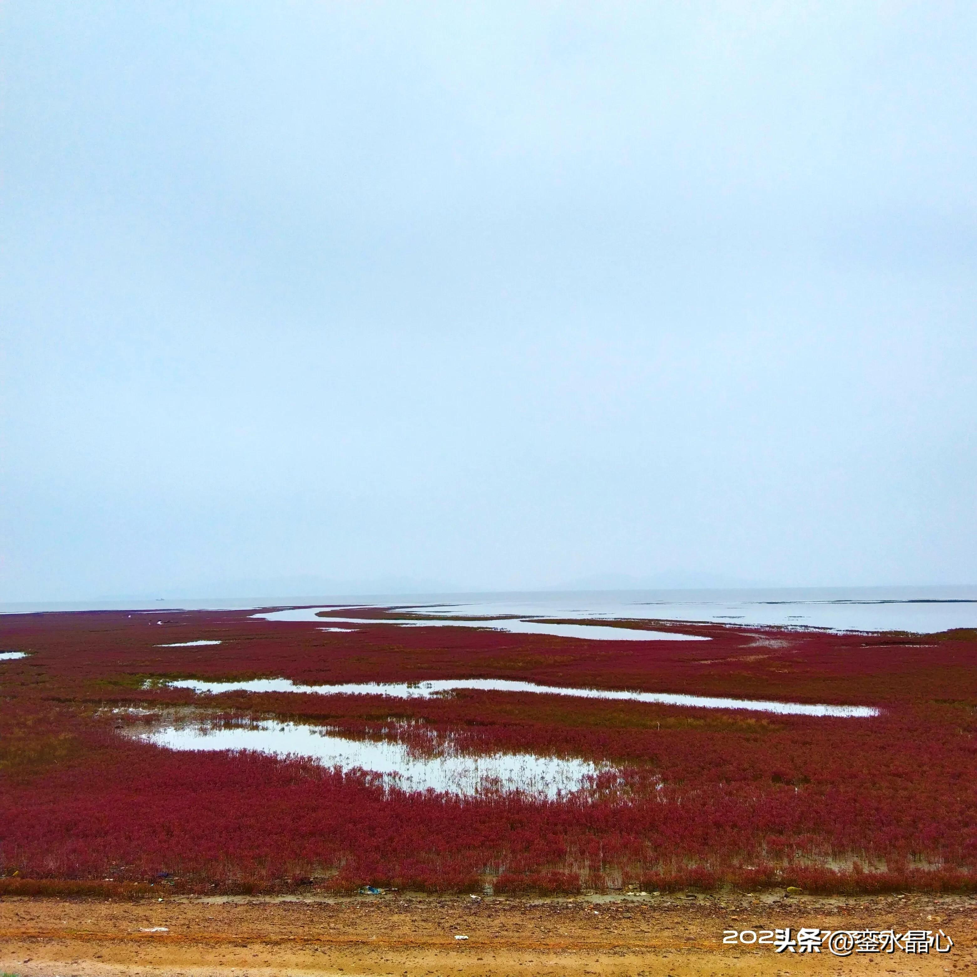 兴城红海滩值得去吗,兴城红海滩十月一日去红吗