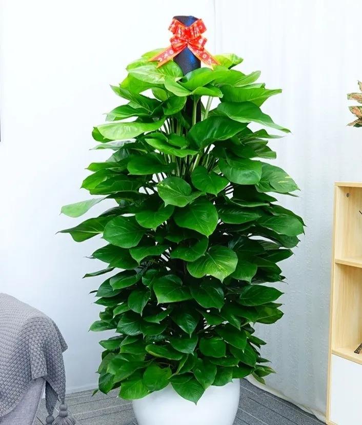 最好养的客厅一对大盆绿植,适合客厅养的十款大盆绿植