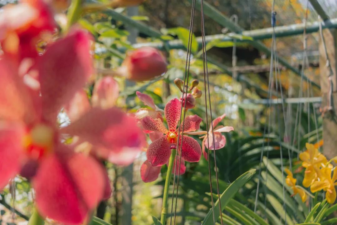鍘绘嘲鍥芥浖璋峰拰鑺彁闆呯殑鏀荤暐,鍘绘嘲鍥界帺杞浖璋疯姯鎻愰泤