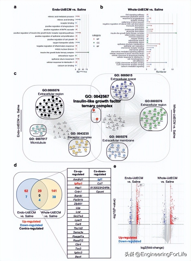子宫来源的脱细胞ECM介导增强子宫内膜再生和生育能力