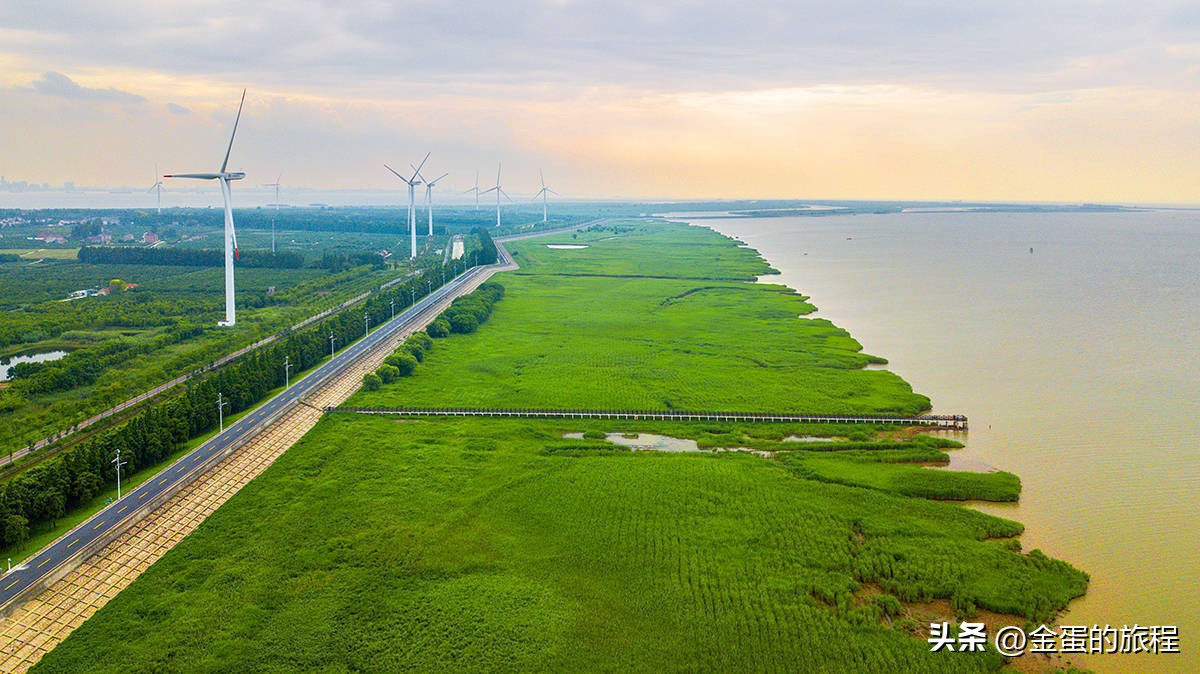 长江出海口的上海，被自然力量所艺术创造，也有一棵“大地之树”