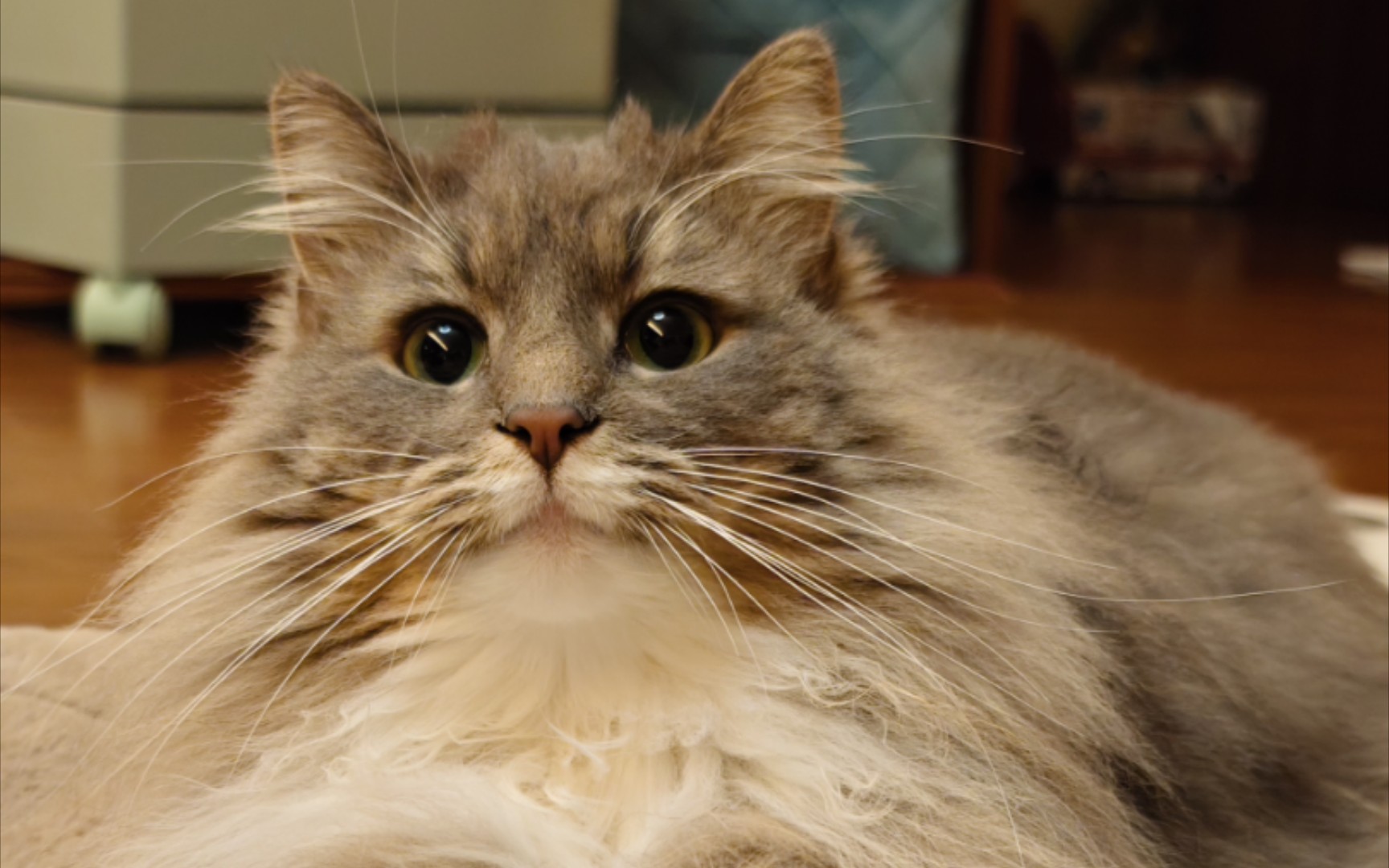 挪威森林猫为什么爱掉毛,为什么挪威森林猫喜欢外出