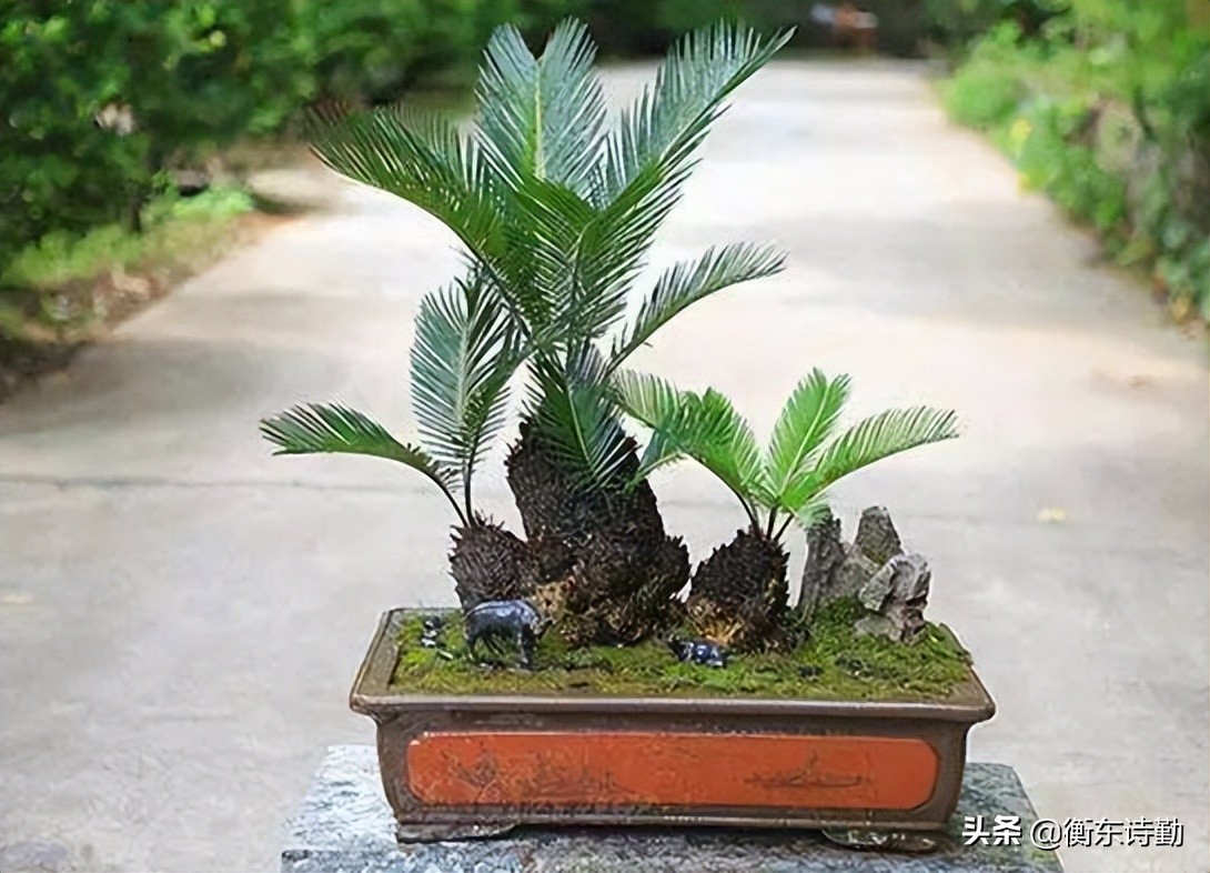 铁树多少年开花有什么寓意,千年铁树开了花万年的枯藤发了芽