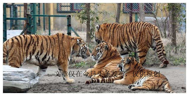 为什么老虎不吃猪肉是有原因的,老虎为啥不喂猪肉