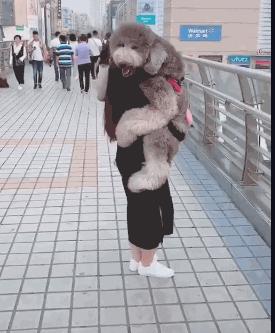 巨型贵宾饲养技巧,怎样饲养贵宾狗