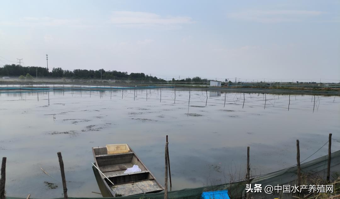 高温死蟹,防止青蟹死亡