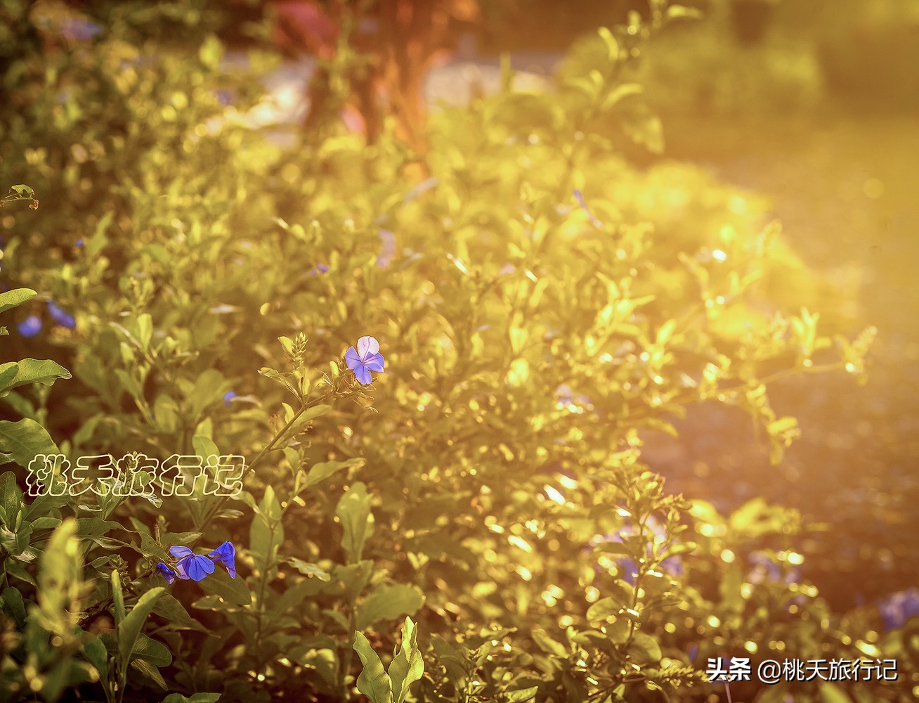 珠海长隆海洋王国五一开门吗,五一珠海哪个地方最好玩呢