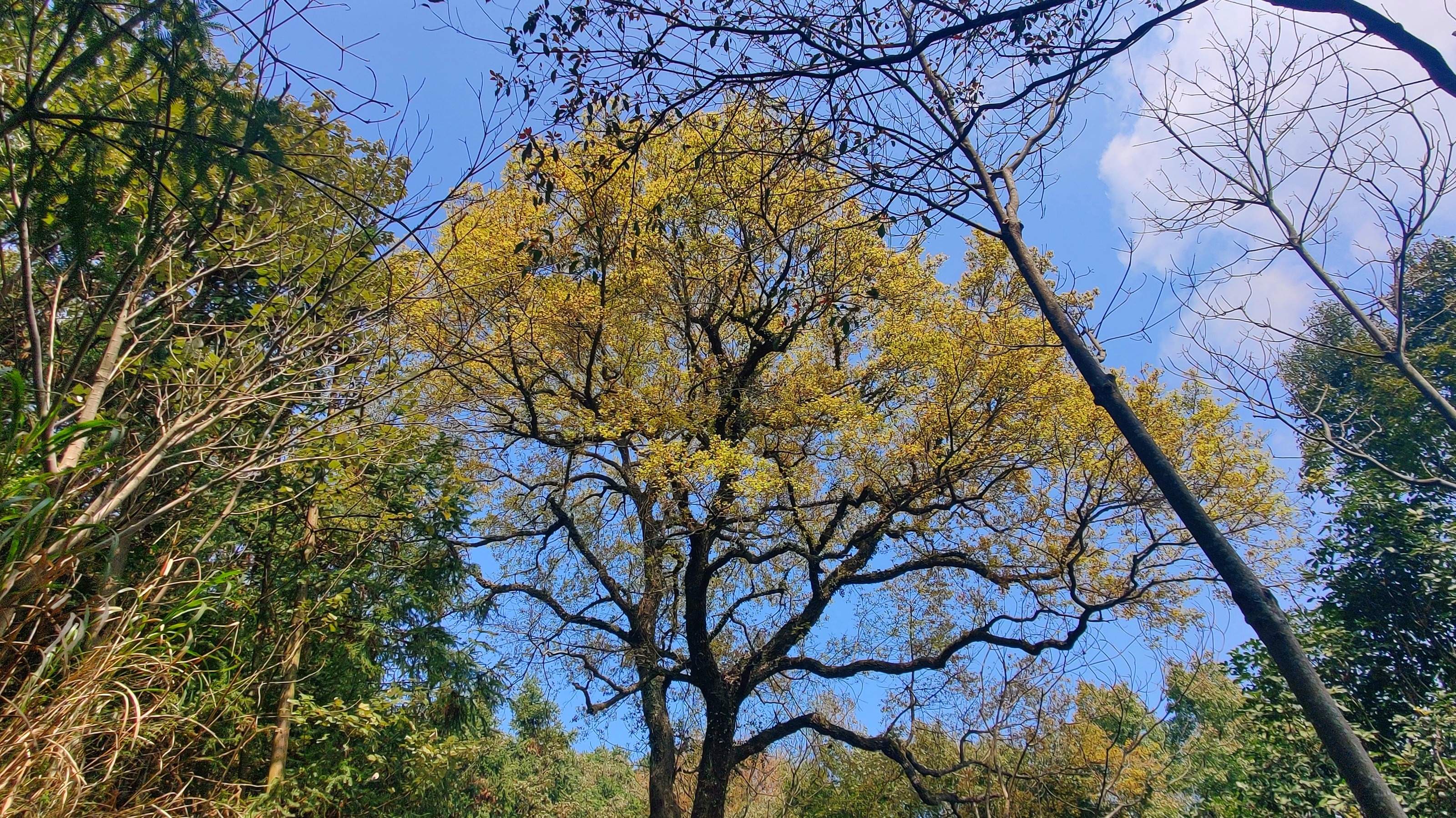 徒步三叠井森林公园，拥抱采兰溪，走进大自然