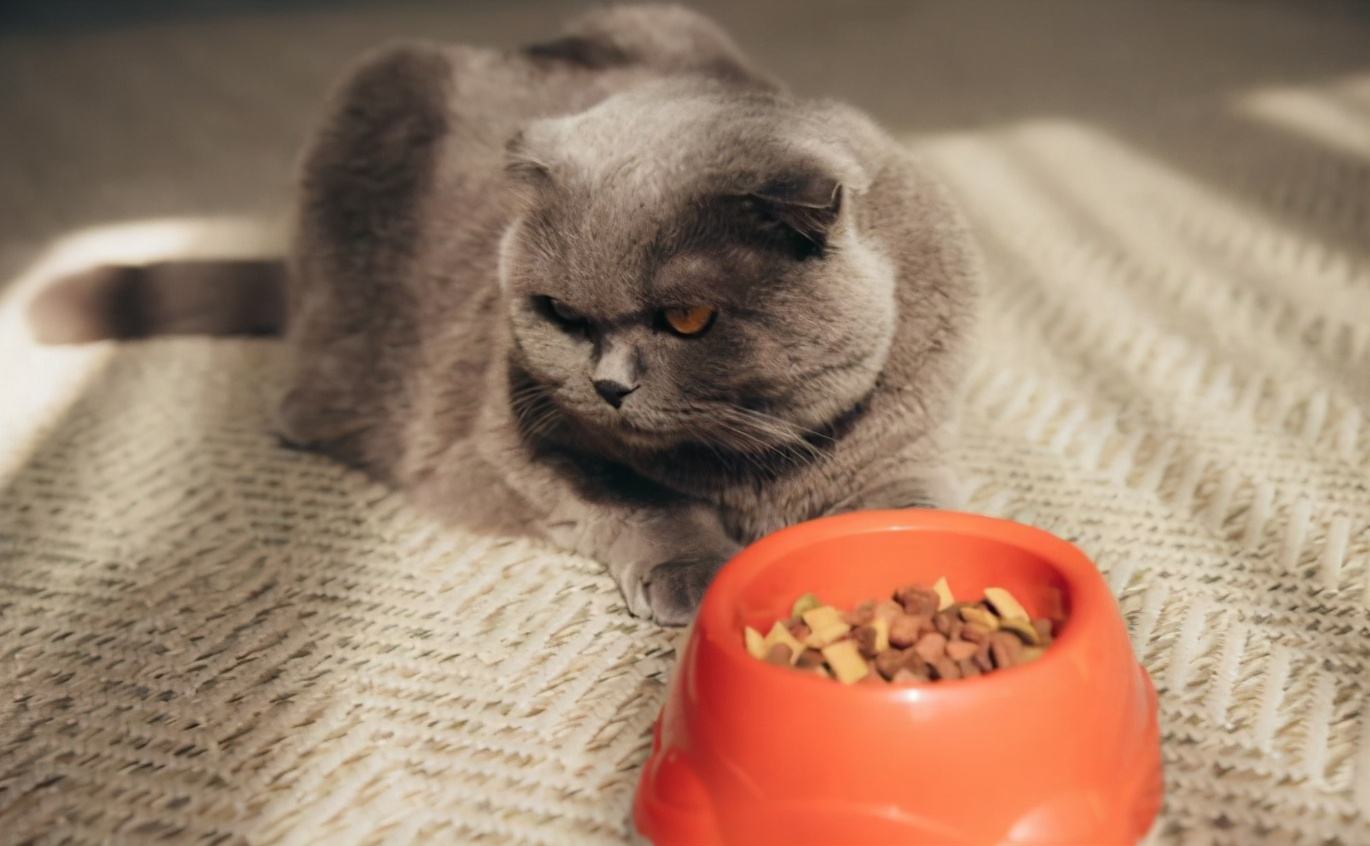 猫咪拉肚子了该如何治,猫咪拉肚子了该怎么办