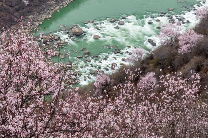 去林芝什么时间去最好,为什么要去西藏林芝看桃花
