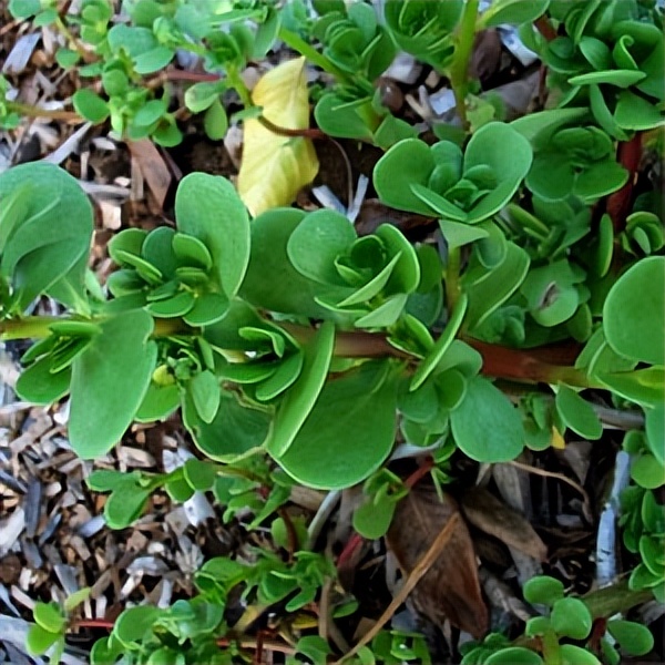 102个大类近500个多肉植物图片，都极其美丽，建议在家中也养一盆