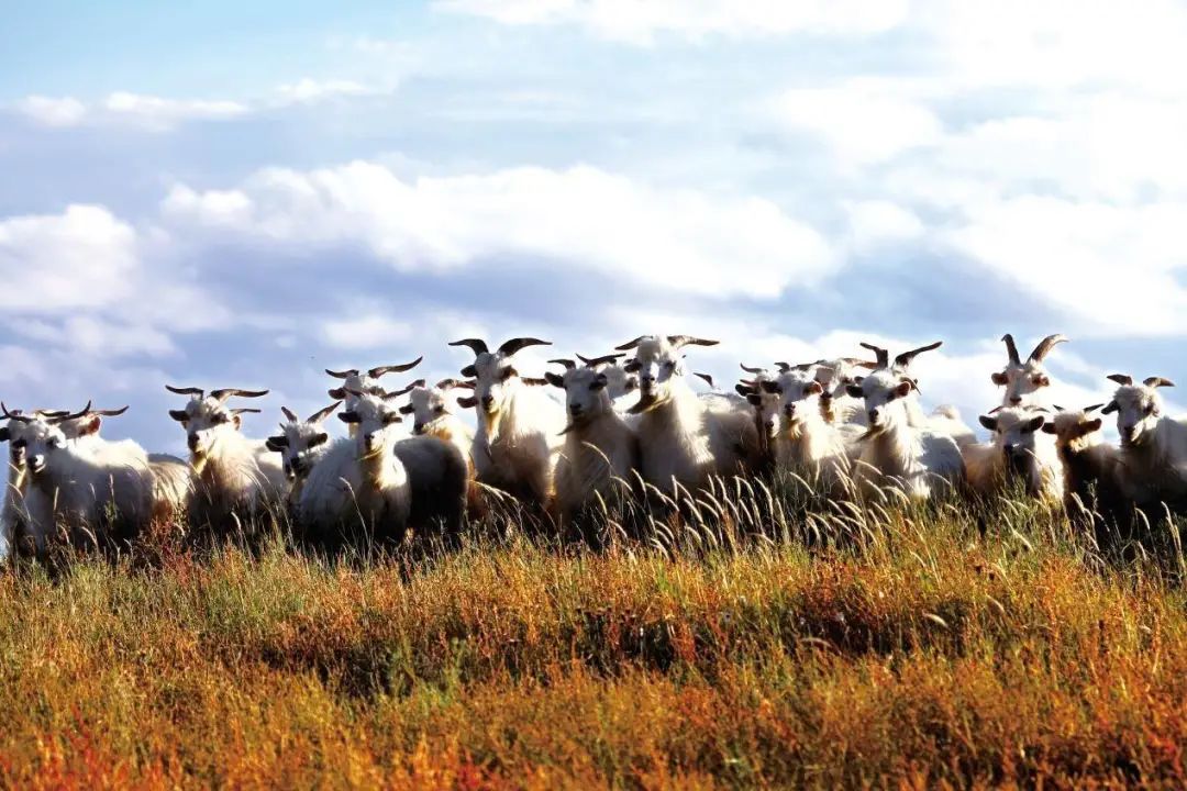 最近最火的羊哪个羊好吃,冬季吃羊哪家强