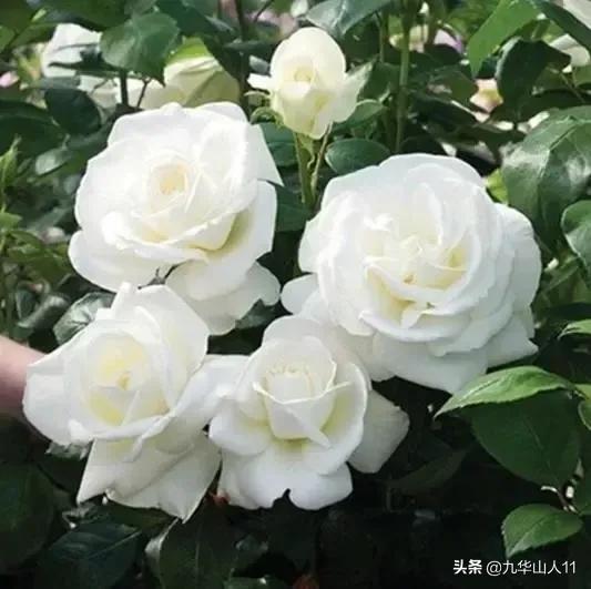 大花浓香勤花的月季品种,大花月季品种介绍大全图片及价格