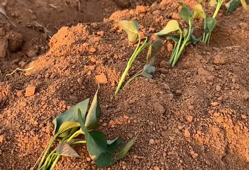 选红薯苗最正确的栽法,红薯苗用什么方法栽高产