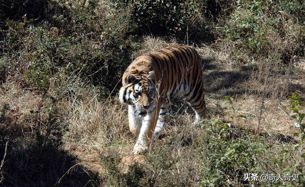 周正龙东北虎造假事件,周正龙养蜂致富