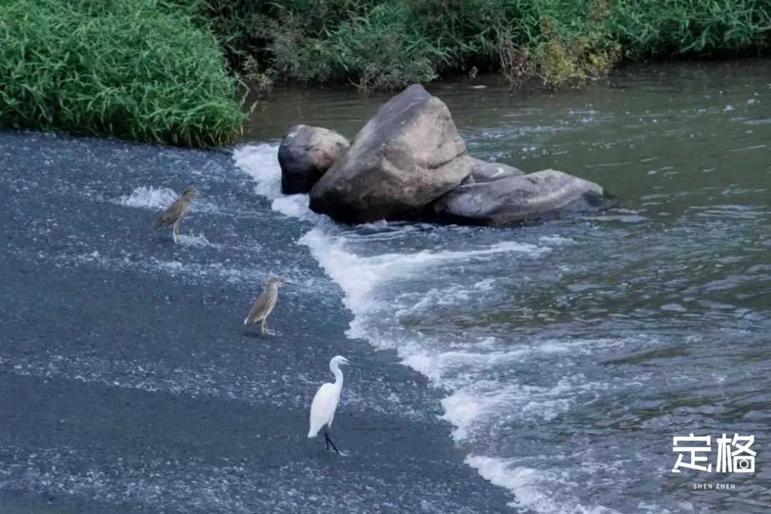 深圳最值得去的十个地方,深圳吃货必去的地方