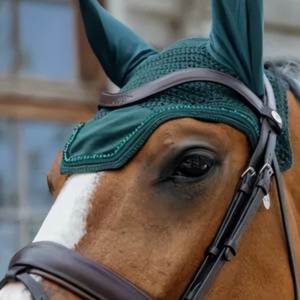 马的耳朵是用来干什么的,马戴耳罩和眼罩的原因