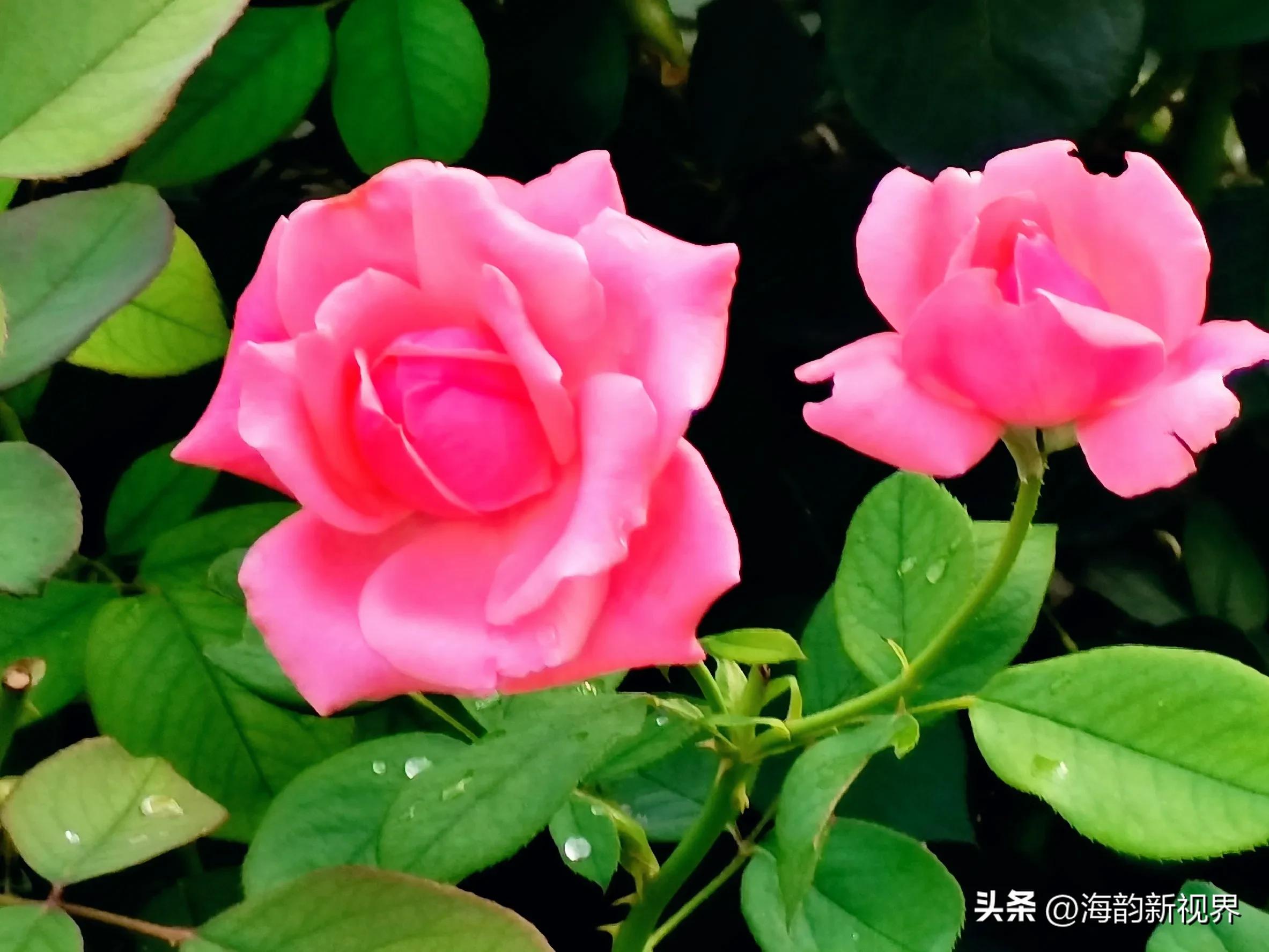 关于月季花的经典古诗,描写月季花的诗句最著名